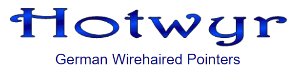 Hotwyr German Wirehaired Pointers