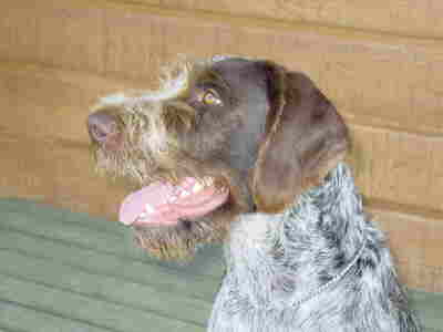 German wirehair hotsell for sale